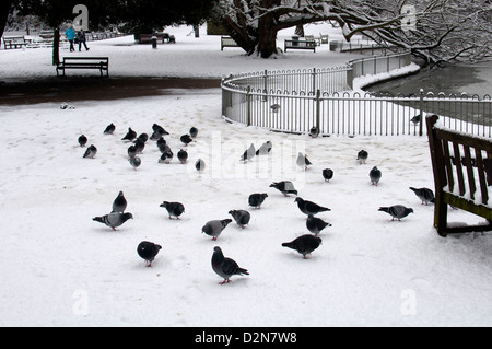 Piccioni selvatici in Jephson Gardens in inverno, Leamington Spa, Regno Unito Foto Stock