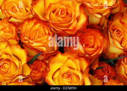 Rose arancione con foglie di sfondo - consistenza naturale con un fresco e boccioli di fiori recisi Foto Stock