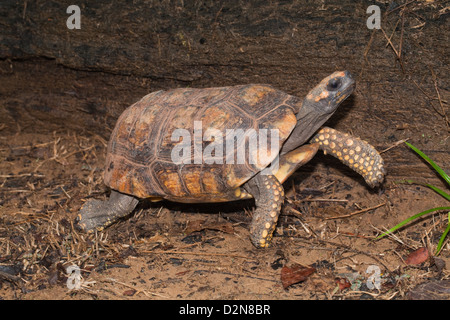 Giallo-footed tartaruga (Chelonoidis denticulata). Maschio adulto. Tartaruga selvatici trovati nella foresta . Nappi. La Guyana. Foto Stock