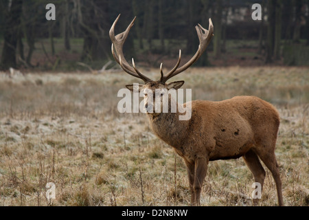 Ritratto di un cervo a Wollaton Hall e il Deer Park Foto Stock