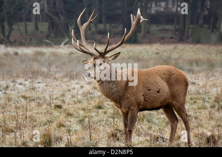 Il profilo laterale di un cervo a Wollaton Hall e il Deer Park Foto Stock