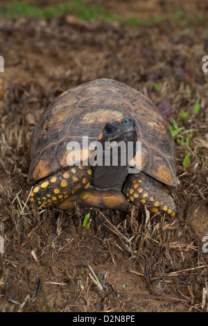 Giallo-footed tartaruga (Chelonoidis denticulata). Maschio adulto. Tartaruga selvatici trovati nella foresta . Nappi. La Guyana. Foto Stock