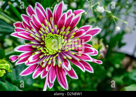 Primo piano di un bel colore rosa fiore aster Foto Stock