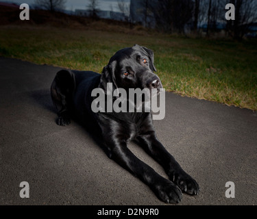 Nero Labrador Retriever sdraiato. Giovane maschio cane guida per ciechi. Foto Stock