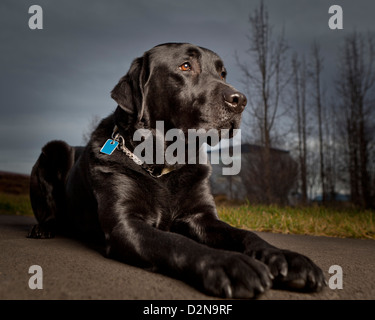 Nero Labrador Retriever sdraiato. Giovane maschio cane guida per ciechi. Foto Stock