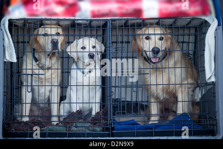 Giallo, Bianco Labrador Retriever e Golden Retriever.giovani cani guida essendo trasportato a una sessione di formazione. Foto Stock