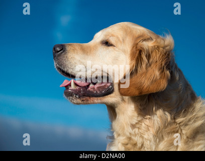 Ritratto di giovane Golden Retriever.maschio cane guida per ciechi Foto Stock