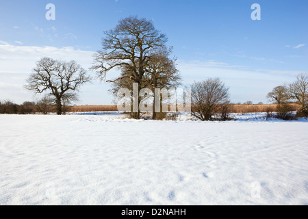 Nevoso campi arabili con una fila di alberi di quercia sotto un cielo blu in una fredda giornata di inverni Foto Stock
