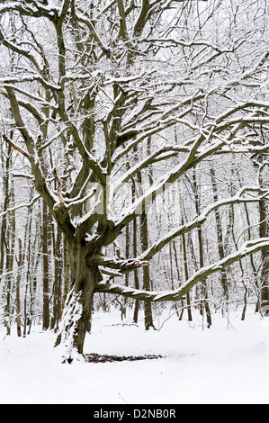 Un twisted vecchio faggio in coperta di neve bosco. Foto Stock