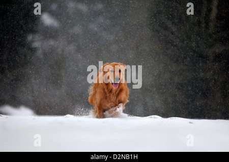 Il golden retriever cane che corre sulla neve nel bosco durante la caduta di neve in inverno Foto Stock