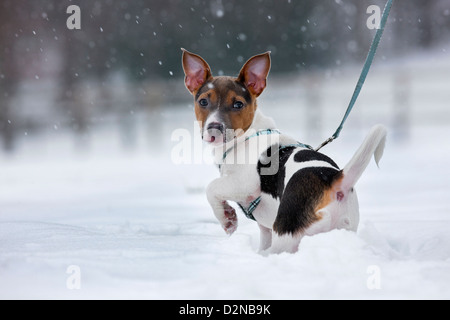 Jack Russell Terrier cucciolo di cane al guinzaglio nella neve durante la caduta di neve in inverno Foto Stock