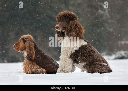 English Cocker Spaniel e cane barboncino standard nella neve durante la caduta di neve in inverno Foto Stock