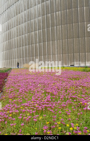 Fiori selvaggi sul verde rood di Toronto city hall Foto Stock