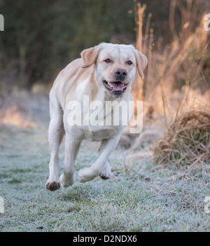 Il Labrador cane,pedigree,giallo/dorato di colore acceso attraverso boschi su un pupazzo di neve la mattina in Scozia Foto Stock