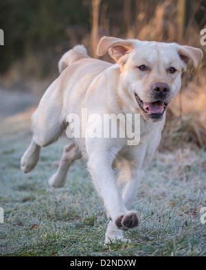 Il Labrador cane,pedigree,giallo/dorato di colore acceso attraverso boschi su un pupazzo di neve la mattina in Scozia Foto Stock