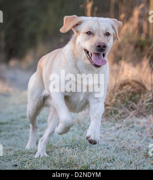 Il Labrador cane,pedigree,giallo/dorato di colore acceso attraverso boschi su un pupazzo di neve la mattina in Scozia Foto Stock