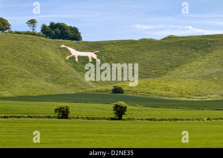 Cherhill white horse che è uno dei più famosi bianco gesso cavalli del Wiltshire prese a Cherhill vicino a Calne, Wiltshire Foto Stock