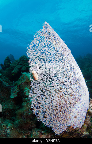 Fan corallo con una linguetta di Flamingo su una barriera corallina in Bahamas Foto Stock