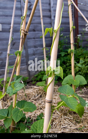 Runner piante di fagiolo, varietà celebrazione crescono canne in giardino Foto Stock