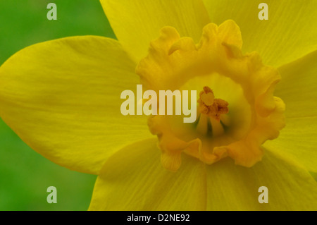 Vista ravvicinata degli organi riproduttivi di un daffodil. Foto Stock