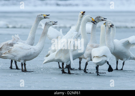 Gruppo di cigni Whooper (Cygnus cygnus) Visualizzazione su ghiaccio, Welney, Norfolk Foto Stock