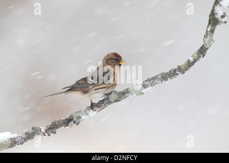 Lesser redpoll, Carduelis cabaret, singolo uccello sul ramo nella neve, Warwickshire, Gennaio 2013 Foto Stock
