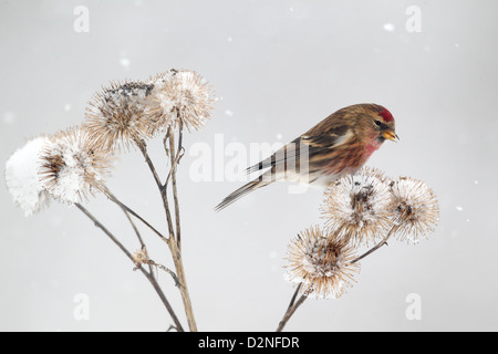 Lesser redpoll, Carduelis cabaret, singolo uccello su bardana nella neve, Warwickshire, Gennaio 2013 Foto Stock