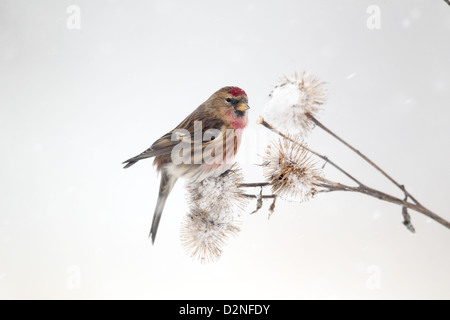 Lesser redpoll, Carduelis cabaret, singolo uccello su bardana nella neve, Warwickshire, Gennaio 2013 Foto Stock