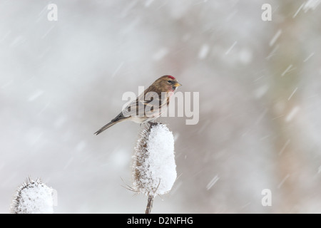 Lesser redpoll, Carduelis cabaret, singolo uccello su teasel nella neve, Warwickshire, Gennaio 2013 Foto Stock