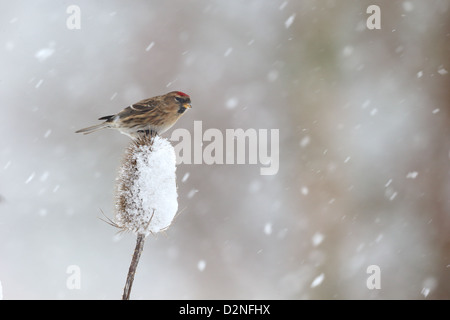 Lesser redpoll, Carduelis cabaret, singolo uccello su teasel nella neve, Warwickshire, Gennaio 2013 Foto Stock