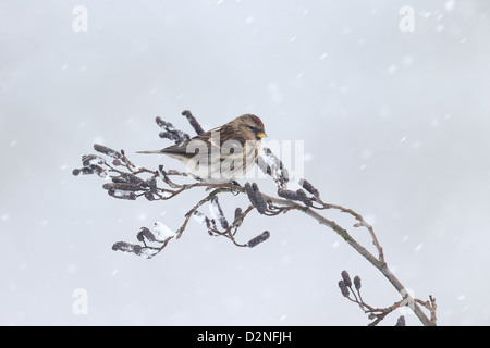 Lesser redpoll, Carduelis cabaret, singolo uccello su alder nella neve, Warwickshire, Gennaio 2013 Foto Stock