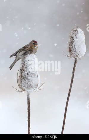Lesser redpoll, Carduelis cabaret, singolo uccello su teasel nella neve, Warwickshire, Gennaio 2013 Foto Stock