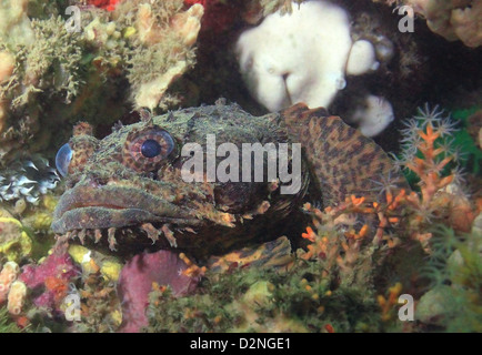 Un Oyster Toadfish giace in attesa su un naufragio in Carolina del Sud, STATI UNITI D'AMERICA Foto Stock