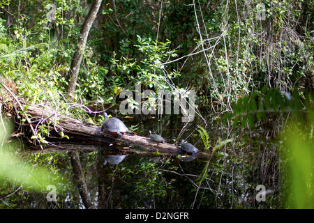 Le tartarughe si crogiolano su un tronco circondato da una vegetazione lussureggiante nelle Everglades, Florida, uno scorcio sereno dell'ecosistema paludoso unico Foto Stock