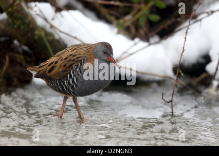 Porciglione, Rallus aquaticus, singolo uccello in acqua ghiacciata Warwickshire, Gennaio 2013 Foto Stock