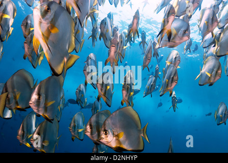Scuola di Batfish Ephippidae Sipadan Island, Sabah Borneo, Malaysia Foto Stock