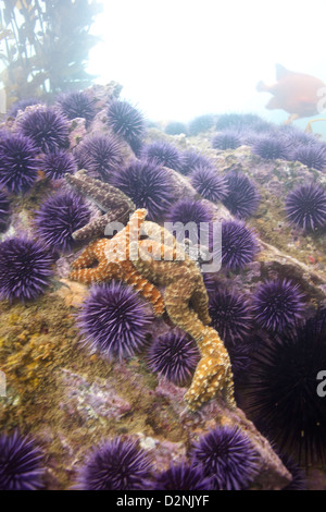 Starfish ammassarsi insieme su una roccia mentre circondato da viola ricci di mare, off teh Southern California Coast Foto Stock