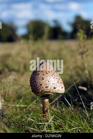 Shaggy Parasol fungo in un campo di erba Foto Stock