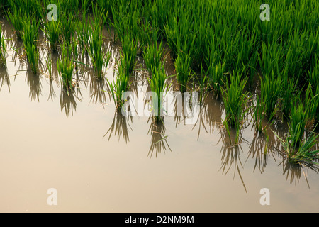 Piantagioni di riso presso La Albufera National Park, a Valencia, in Spagna. Foto Stock