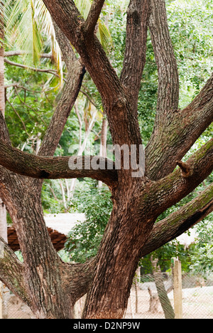 Albero in uno zoo, giardino zoologico de Mysore, Mysore, Karnataka, India Foto Stock