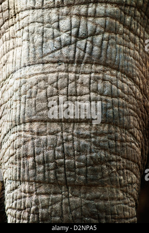 Dettaglio di un elefante del tronco, giardino zoologico de Mysore, Mysore, Karnataka, India Foto Stock