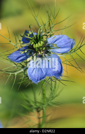 Jungfer im Gruenen (Nigella damascena) Cumino Nero • Landkreis Schwaebisch Hall, Baden-Wuerttemberg, Deutschland Foto Stock