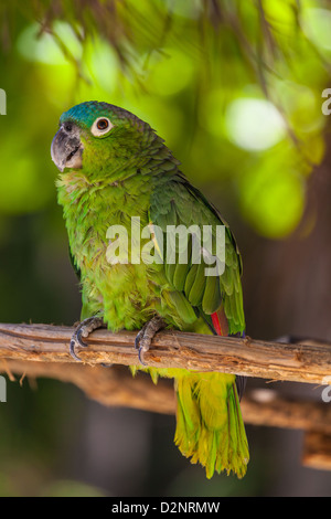 Blu-naped parrot Foto Stock