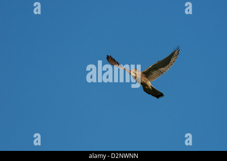 Femmina Cestrel comune mentre la caccia Foto Stock