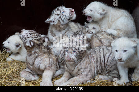 Hodenhagen, Germania. Il 30 gennaio 2013. Bianco quattro leoni e quattro le tigri bianche sono illustrati nel loro composto a in Serengeti-Park Hodenhagen, Germania, 30 gennaio 2013. I gatti selvatici sono nati in ottobre e novembre 2012. Foto: JULIAN STRATENSCHULTE/ Alamy Live News Foto Stock