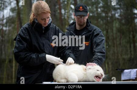 Hodenhagen, Germania. Il 30 gennaio 2013. Vet Henrike Gregersen (L) vaccinati un leone bianco a Serengeti-Park Hodenhagen in Germania, 30 gennaio 2013. Bianco quattro leoni e quattro le tigri bianche sono nati allo zoo di ottobre e novembre 2012. Foto: JULIAN STRATENSCHULTE/ Alamy Live News Foto Stock