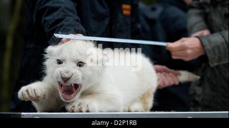 Hodenhagen, Germania. Il 30 gennaio 2013. Un leone bianco offfspring è valutato a in Serengeti-Park Hodenhagen, Germania, 30 gennaio 2013. Bianco quattro leoni e quattro le tigri bianche sono nati allo zoo di ottobre e novembre 2012. Foto: JULIAN STRATENSCHULTE/ Alamy Live News Foto Stock