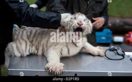 Hodenhagen, Germania. Il 30 gennaio 2013. Una tigre bianca prole è valutato a in Serengeti-Park Hodenhagen, Germania, 30 gennaio 2013. Bianco quattro leoni e quattro le tigri bianche sono nati allo zoo di ottobre e novembre 2012. Foto: JULIAN STRATENSCHULTE/ Alamy Live News Foto Stock