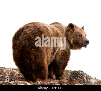 L'orso bruno (Ursus arctos) vista di profilo, isolato su sfondo bianco Foto Stock