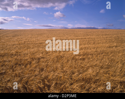 Un campo di orzo maturo nella contea di Fife, Scozia Foto Stock